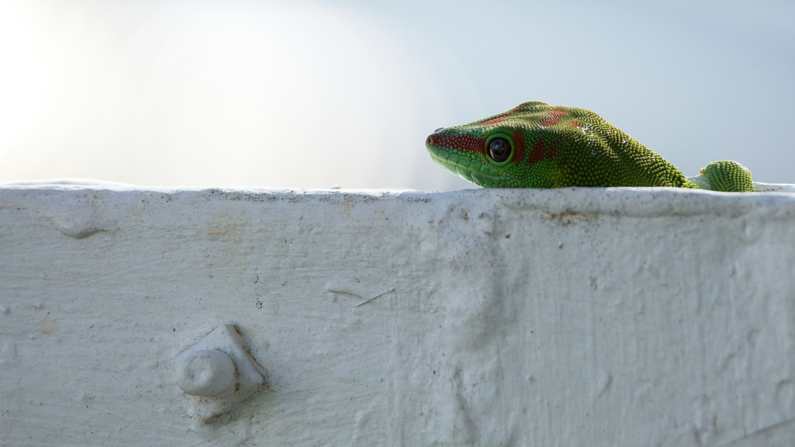 miguel-alcantara-9MYtAX81fTA-unsplash